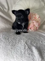 Reyna , a female Chihuahua for sale in Saint Louis, MO – 7 of 9