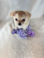 Tatum, a female Chihuahua for sale in Saint Louis, MO – 3 of 10