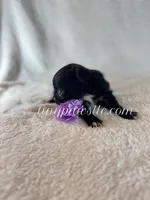 Van , a male Chihuahua for sale in Saint Louis, MO – 8 of 8