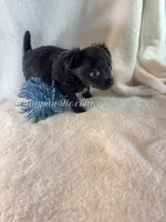 Thatcher, a male Chihuahua for sale in Saint Louis, MO – 2 of 10