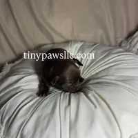 Nina, a female Chihuahua for sale in Saint Louis, MO – Photo 3 of 10