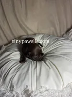 Nina, a female Chihuahua for sale in Saint Louis, MO – Photo 3 of 10