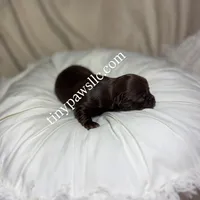 Nina, a female Chihuahua for sale in Saint Louis, MO – Photo 1 of 10