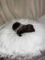 Nina, a female Chihuahua for sale in Saint Louis, MO – Photo 1 of 10