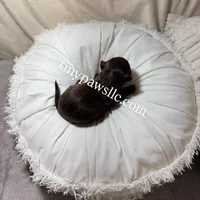 Nina, a female Chihuahua for sale in Saint Louis, MO – Photo 7 of 10