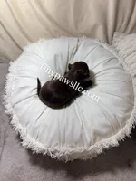 Nina, a female Chihuahua for sale in Saint Louis, MO – Photo 7 of 10