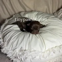 Nina, a female Chihuahua for sale in Saint Louis, MO – Photo 4 of 10