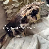 Nina, a female Chihuahua for sale in Saint Louis, MO – Photo 8 of 10