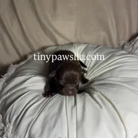 Nina, a female Chihuahua for sale in Saint Louis, MO – Photo 6 of 10