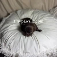 Nina, a female Chihuahua for sale in Saint Louis, MO – Photo 5 of 10