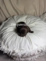 Nina, a female Chihuahua for sale in Saint Louis, MO – Photo 5 of 10