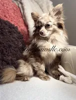 Zeke, a male Chihuahua for sale in Saint Louis, MO – 10 of 10
