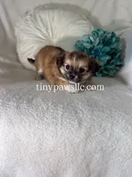 Ryder, a male Chihuahua for sale in Saint Louis, MO – 6 of 8