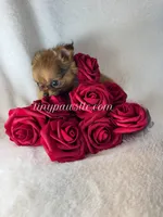 Willow, a female Chihuahua for sale in Saint Louis, MO – 4 of 9