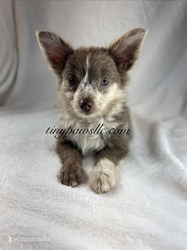 Reggie – Chihuahua puppy for sale in Saint Louis, MO