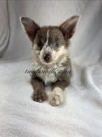 Reggie, a male Chihuahua for sale in Saint Louis, MO – 1 of 8