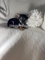 Mr. Nibbles (Nibs), a male Chihuahua for sale in Saint Louis, MO – 7 of 10