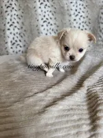 Zeke, a male Chihuahua for sale in Saint Louis, MO – 4 of 10