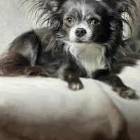 Miles, a male Chihuahua for sale in Saint Louis, MO – Photo 9 of 10