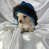 Miles, a male Chihuahua for sale in Saint Louis, MO – Photo 7 of 10