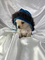 Miles, a male Chihuahua for sale in Saint Louis, MO – Photo 7 of 10