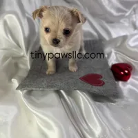 Miles, a male Chihuahua for sale in Saint Louis, MO – Photo 6 of 10