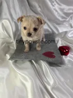 Miles, a male Chihuahua for sale in Saint Louis, MO – Photo 6 of 10