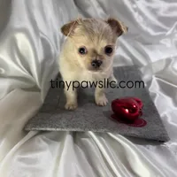 Miles, a male Chihuahua for sale in Saint Louis, MO – Photo 1 of 10