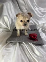 Miles, a male Chihuahua for sale in Saint Louis, MO – Photo 1 of 10