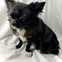 Miles, a male Chihuahua for sale in Saint Louis, MO – Photo 10 of 10