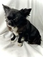 Miles, a male Chihuahua for sale in Saint Louis, MO – Photo 10 of 10