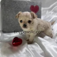 Miles, a male Chihuahua for sale in Saint Louis, MO – Photo 4 of 10