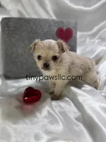 Miles, a male Chihuahua for sale in Saint Louis, MO – Photo 4 of 10