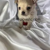 Miles, a male Chihuahua for sale in Saint Louis, MO – Photo 2 of 10