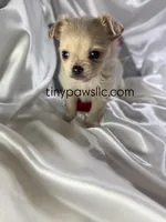 Miles, a male Chihuahua for sale in Saint Louis, MO – Photo 2 of 10