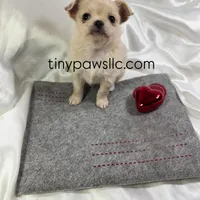 Miles, a male Chihuahua for sale in Saint Louis, MO – Photo 3 of 10