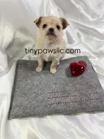 Miles, a male Chihuahua for sale in Saint Louis, MO – Photo 3 of 10