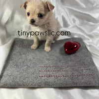 Miles, a male Chihuahua for sale in Saint Louis, MO – Photo 5 of 10