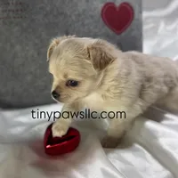 Miles, a male Chihuahua for sale in Saint Louis, MO – Photo 8 of 10