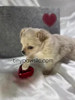 Miles, a male Chihuahua for sale in Saint Louis, MO – Photo 8 of 10