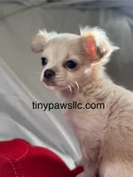 Miles, a male Chihuahua for sale in Saint Louis, MO – Photo 5 of 10