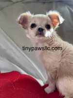 Miles, a male Chihuahua for sale in Saint Louis, MO – Photo 1 of 10