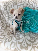 Miles, a male Chihuahua for sale in Saint Louis, MO – Photo 2 of 10