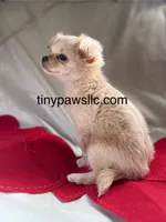 Miles, a male Chihuahua for sale in Saint Louis, MO – Photo 8 of 10