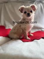 Miles, a male Chihuahua for sale in Saint Louis, MO – Photo 3 of 10