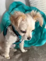 Miles, a male Chihuahua for sale in Saint Louis, MO – Photo 7 of 10