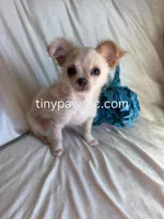 Miles, a male Chihuahua for sale in Saint Louis, MO – Photo 10 of 10