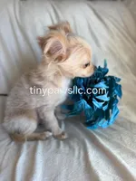 Miles, a male Chihuahua for sale in Saint Louis, MO – Photo 8 of 10