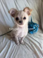 Miles, a male Chihuahua for sale in Saint Louis, MO – Photo 9 of 10