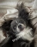Miles, a male Chihuahua for sale in Saint Louis, MO – Photo 10 of 10